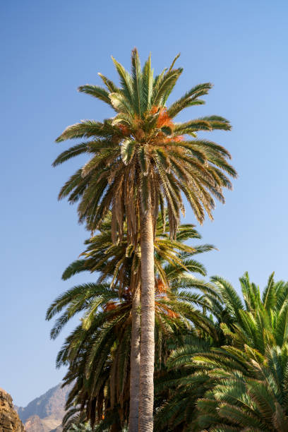 istock Palm trees against blue sky at tropical coast 1188186700
