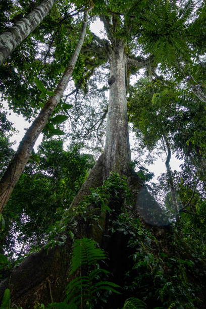 istock Rainforest tall tree - Cuyabeno Wildlife Reserve 1188186780