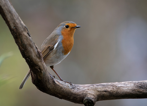 Photograph of Robin sat on a branch