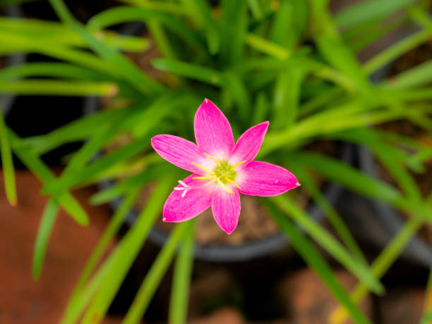 istock Pink Rain Lily Flower Blooming 1188187699