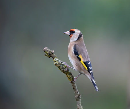 Goldfinch perched on branch