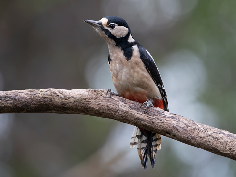 Great spotted woodpecker ( Dendrocopos major)