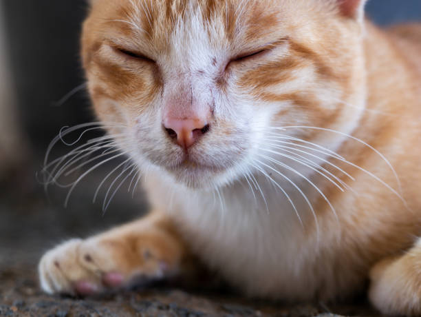istock Yellow Cat Crouching and Closing Eyes 1188187823