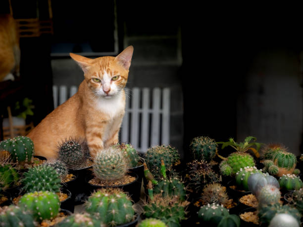 The Yellow Cat Sitting Peacefully on The Cactus Table in The Tree Shop