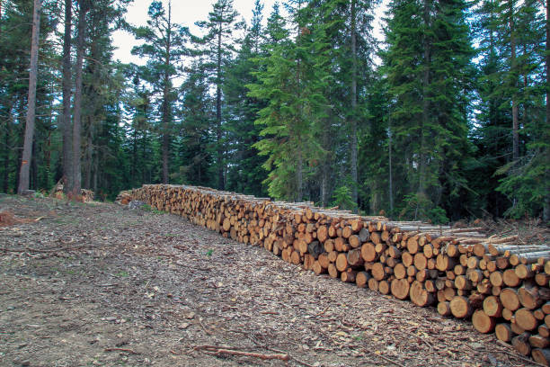 lo stato riposto degli alberi ufficialmente tagliati nella foresta - stowed foto e immagini stock