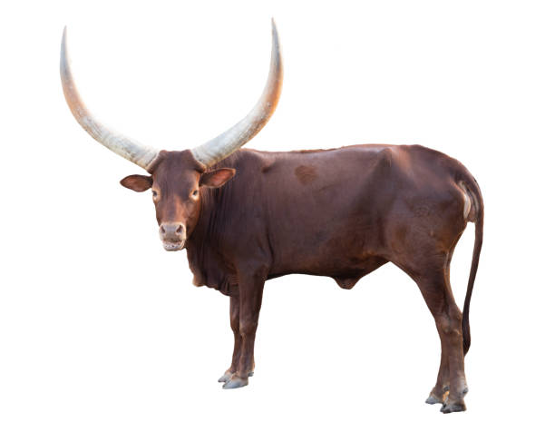 istock female ankole watusi isolated on white background 1188188143