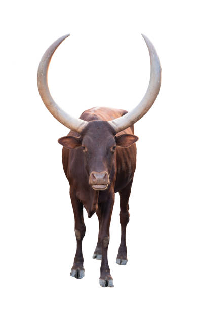 istock female ankole watusi isolated on white background 1188188150