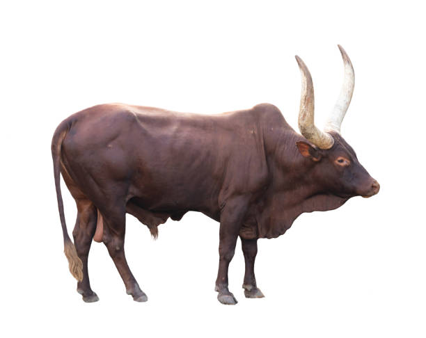 istock male ankole watusi isolated on white background 1188188661