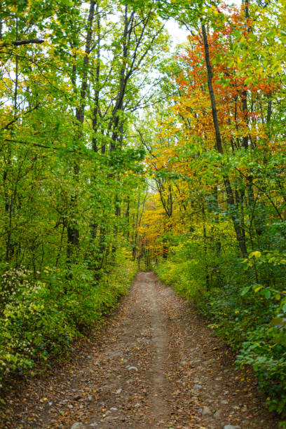 istock colorful autumn forest.nature background 1188189222