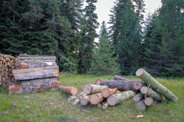 lo stato riposto degli alberi ufficialmente tagliati nella foresta - stowed foto e immagini stock