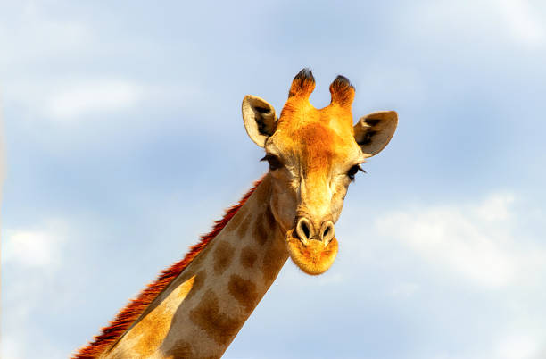 istock Closeup namibian giraffe on blue sky background 1188189356