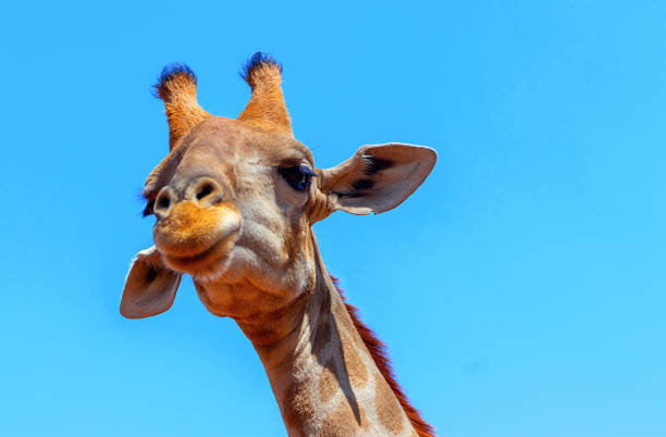 istock Closeup namibian giraffe on blue sky background 1188189378