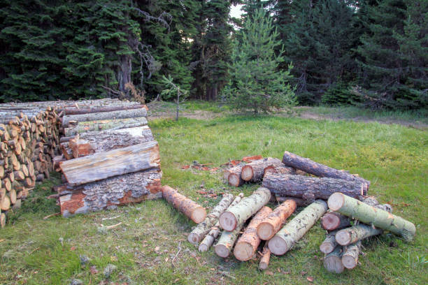 lo stato riposto degli alberi ufficialmente tagliati nella foresta - stowed foto e immagini stock