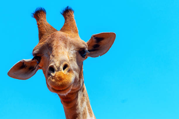 istock Closeup namibian giraffe on blue sky background 1188189408