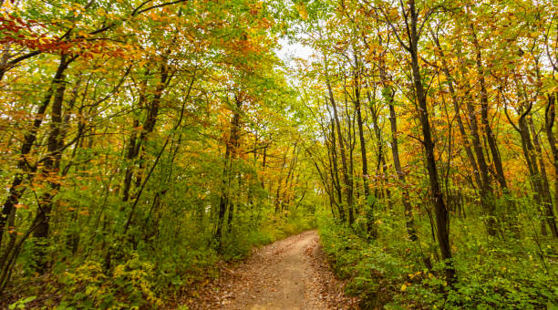 istock colorful autumn forest.nature background 1188189530