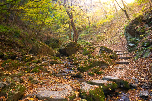 istock Trekking trails along the colourful forest at Mitake mountain Japan. 1188189580