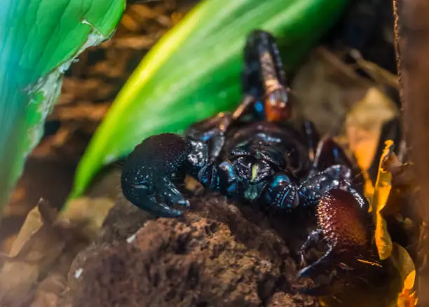 Photo of tanzanian red clawed scorpion in closeup, beautiful tropical arthropod specie from africa