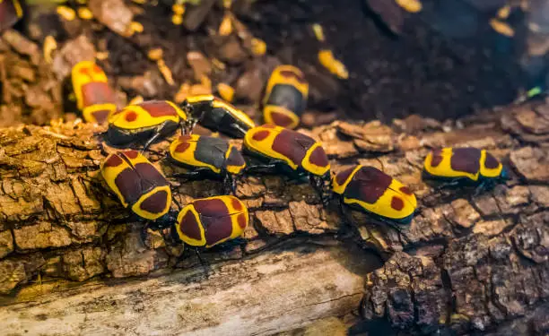 Photo of colony of sun beetles on a tree branch, tropical scarab beetle specie from Africa