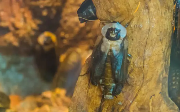 Photo of Death's head cockroach in macro closeup, popular tropical insect specie from America