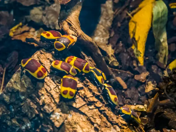 Photo of sun beetles colony on a tree branch, tropical scarab beetle specie from Africa