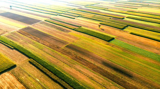 istock Lonely Tree on Agricultural Farm Fields. Countryside Landscape. Aerial Drone View 1188190552