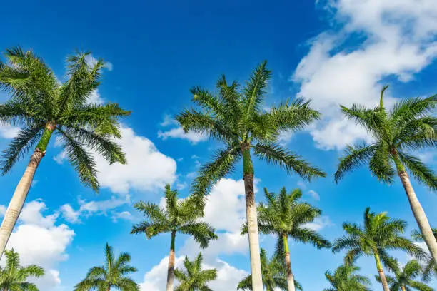 Rows of beautiful palm trees on blue sky. Copy space. Boca Raton Florida, USA.