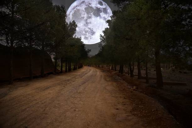 månens ljus mellan grenarna av träden - moon forest bildbanksfoton och bilder