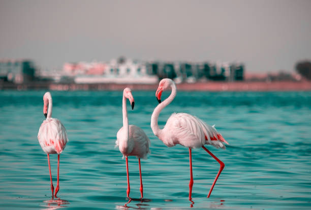 wilde afrikanische vögel. gruppe vögel von rosa afrikanischen flamingos, die um die lagune herumlaufen und nach nahrung suchen - lake nakuru stock-fotos und bilder