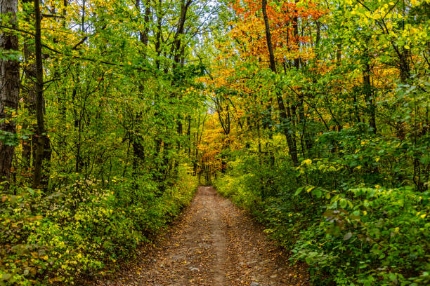 istock colorful autumn forest.nature background 1188190807
