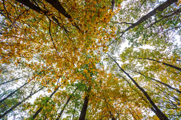 istock colorful autumn forest.nature background 1188190809
