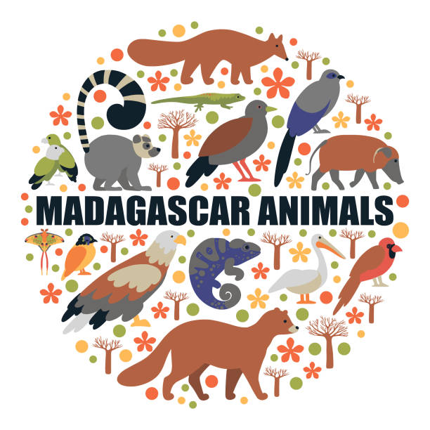 ÐÑÐ½Ð¾Ð²Ð½ÑÐµ RGB Flat style illustration with Madagascar animals. Vector set with elements baobab flower stock illustrations