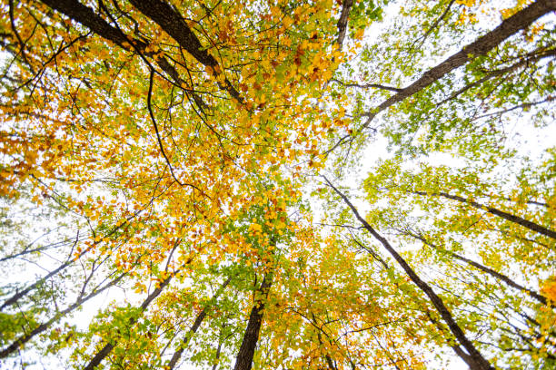 istock colorful autumn forest.nature background 1188191625