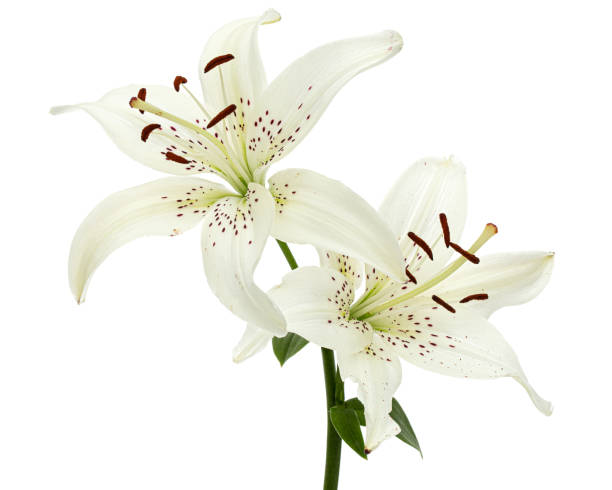 istock Flower of white lily, isolated on white background 1188191747