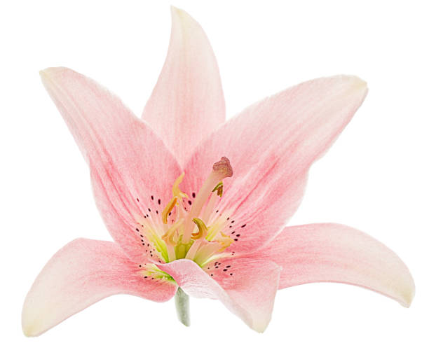 istock Flower of light pink lily, isolated on white background 1188192028