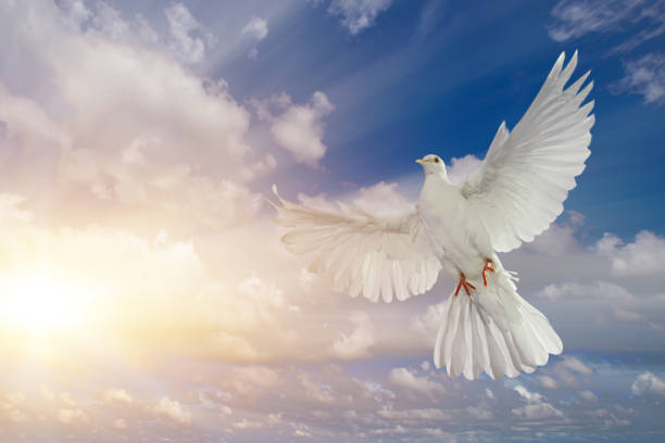 istock white dove flying on sky in beautiful light for freedom concept 1188193056