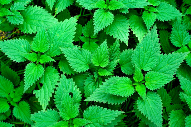 istock Green nettle or Urtica dioica. green leaves top view. 1188194196