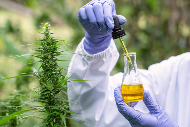 de handen van wetenschappers dropping marihuana olie voor experimenten en onderzoek, ecologische hennepplant kruiden farmaceutische cbd olie uit een pot. - druppelfles stockfoto's en -beelden