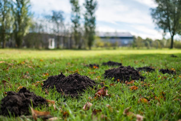 Damaged lawn by a mole on autumn sunny day.
