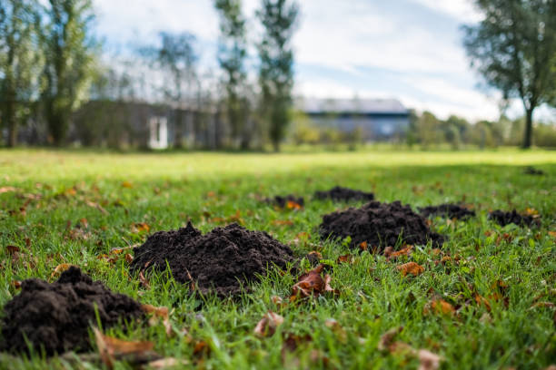 Damaged lawn by a mole on autumn sunny day. Damaged green lawn by a mole on autumn sunny day. House on background. animal den photos stock pictures, royalty-free photos & images