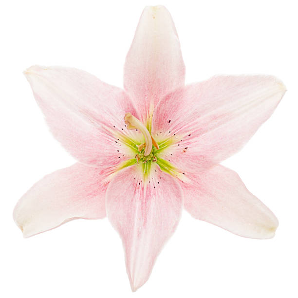istock Flower of light pink lily, isolated on white background 1188195527