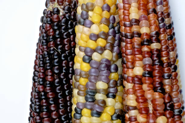 istock Close-up of Multicolor harvested corn cobs 1188195558