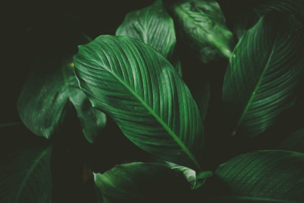 istock Close up tropical nature green leaf texture abstract background. 1188196383