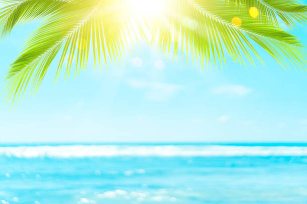 istock Blur beautiful nature green palm leaf on tropical beach with bokeh sun light wave abstract background. 1188196396