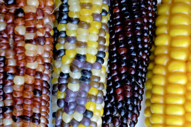 istock Close-up of Multicolor harvested corn cobs 1188196478