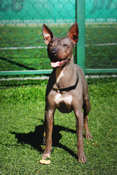 istock American hairless terrier standing and looking up on green grass outdoors. Front view. Unique hairless dog breed 1188196548