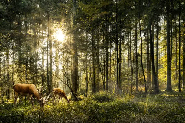 Photo of Deers in forest