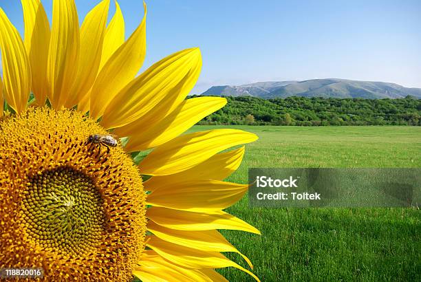 Girasol Y Hermoso Meadow Foto de stock y más banco de imágenes de Abeja - Abeja, Agricultura, Amarillo - Color