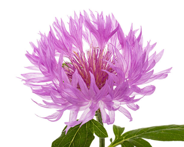 istock Flower of cornflower, lat. Centaurea, isolated on white background 1188200379