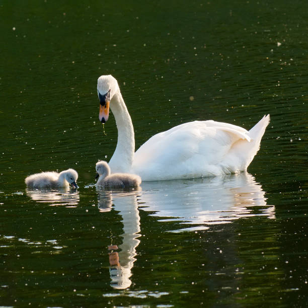 istock A Mute Swan feeds alongside its two young cygnets 1188200582