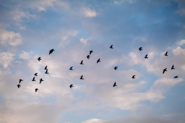 istock Flying birds silhouette on the sky 1188201409